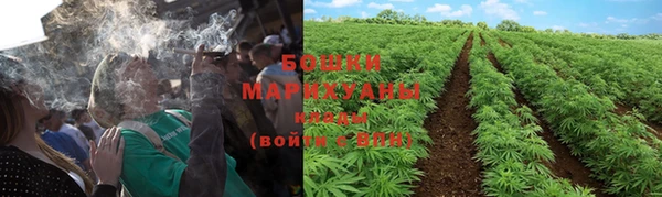 стаф Аркадак