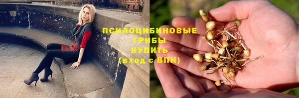 стаф Аркадак