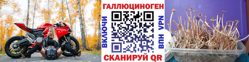 Галлюциногенные грибы Cubensis МЕГА ССЫЛКА Порхов